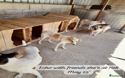 Mixed Breed dogs for adoption: Echo, 1 yr old approx. Available for adoption. - Image 3