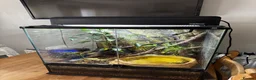 Frog reptiles for sale: 2 Whites Tree Frogs With Full Bioactive Set Up - Advert 6