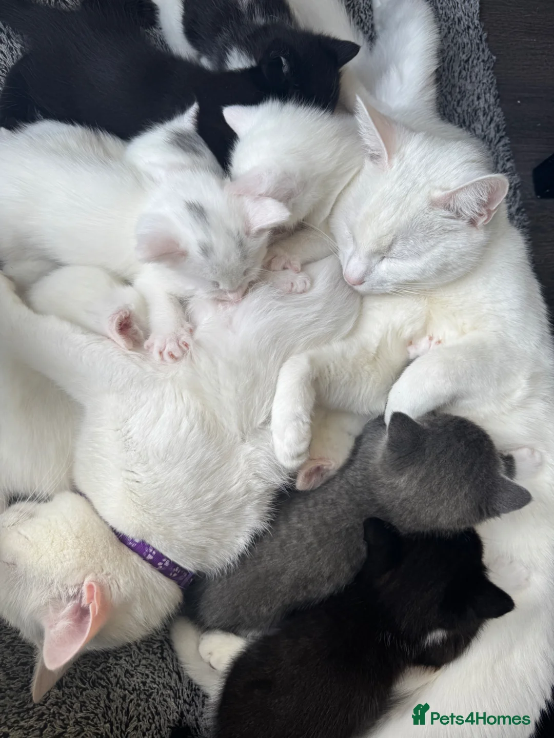 Mixed Breed cats for sale: adorable kittens looking for forever homes  - Advert 2