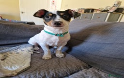 Mixed Breed dogs for sale: Jack russell cross - Image 2
