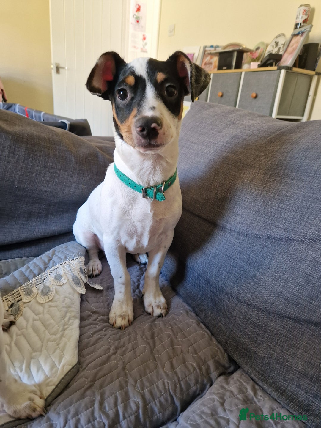 Mixed Breed dogs for sale: Jack russell cross - Image 2