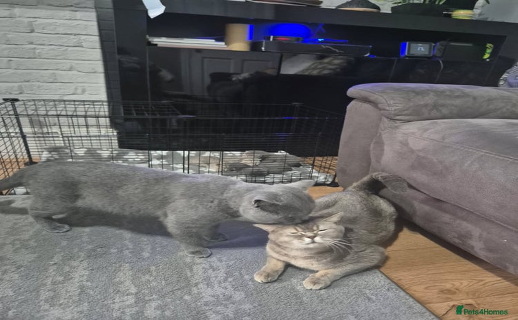 British Shorthair cats British short-hair kittens - Advert 2