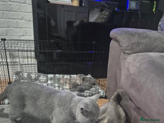 British Shorthair cats British short-hair kittens - Advert 2