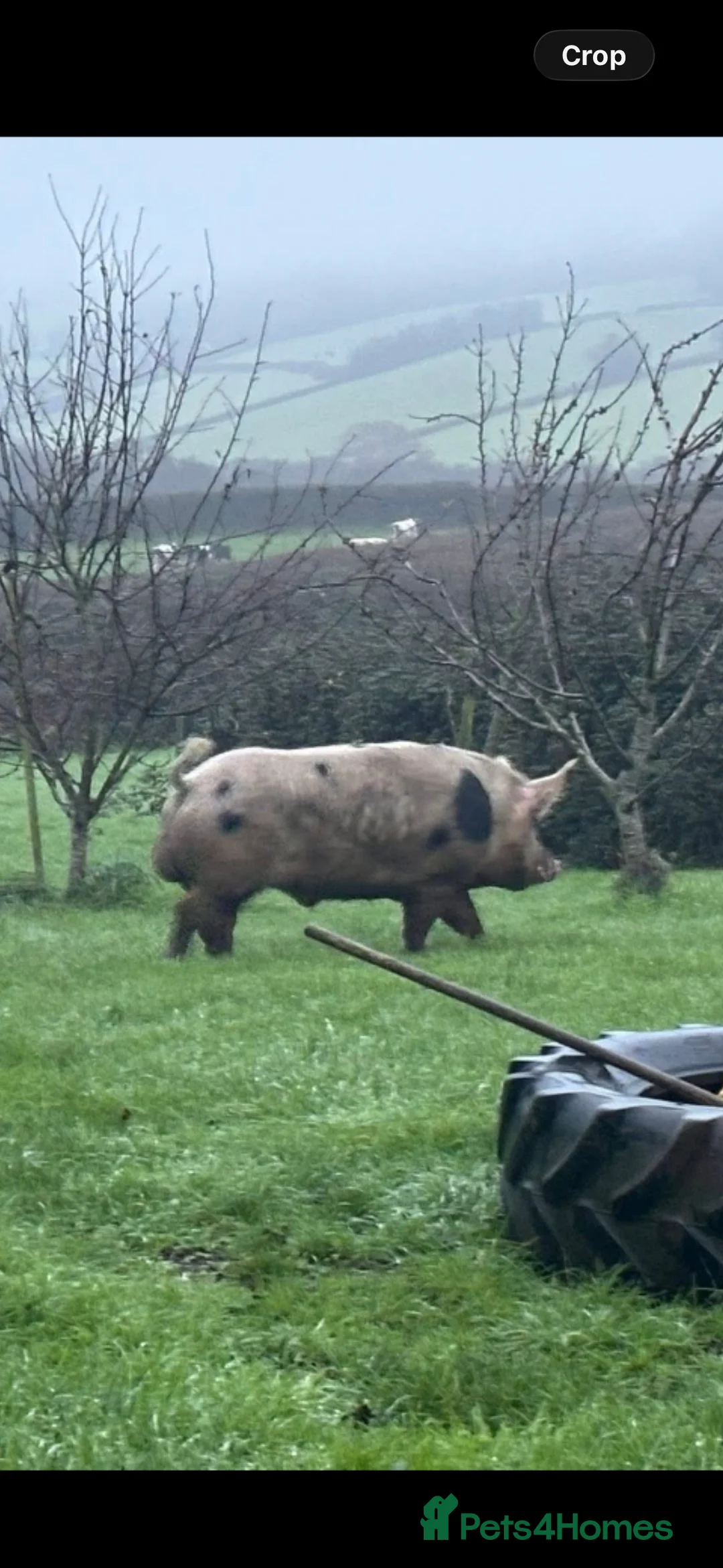Pig livestock for sale: Proven pietrain boar - Advert 4