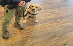 Labrador Retriever dogs for sale: Quinn - Image 2