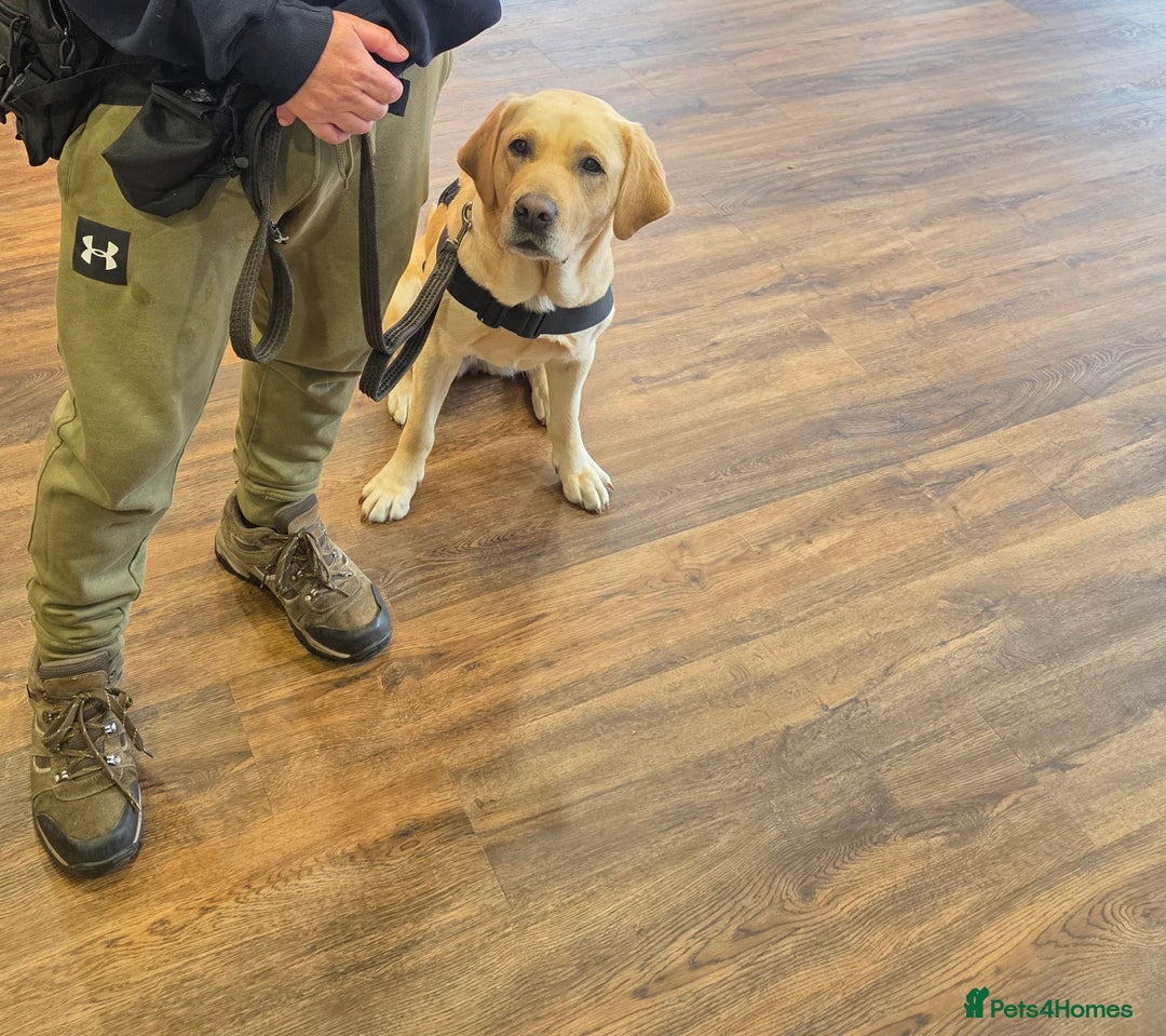 Labrador Retriever dogs for sale: Quinn - Image 2