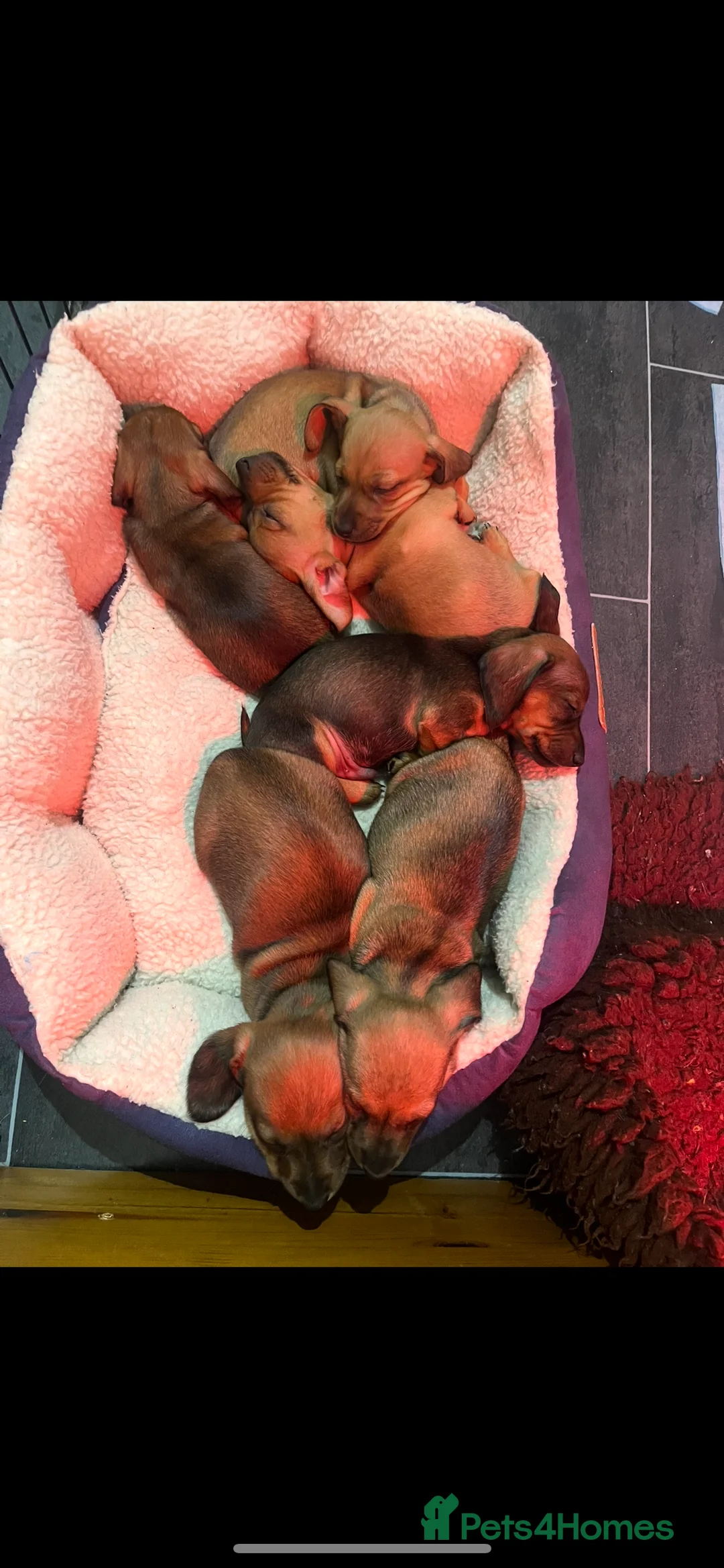 Dachshund dogs for sale: Red dachshund puppies  - Advert 11