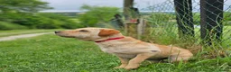 Mixed Breed dogs for adoption: Indie – Gorgeous Young Shar Pei Cross - Advert 2