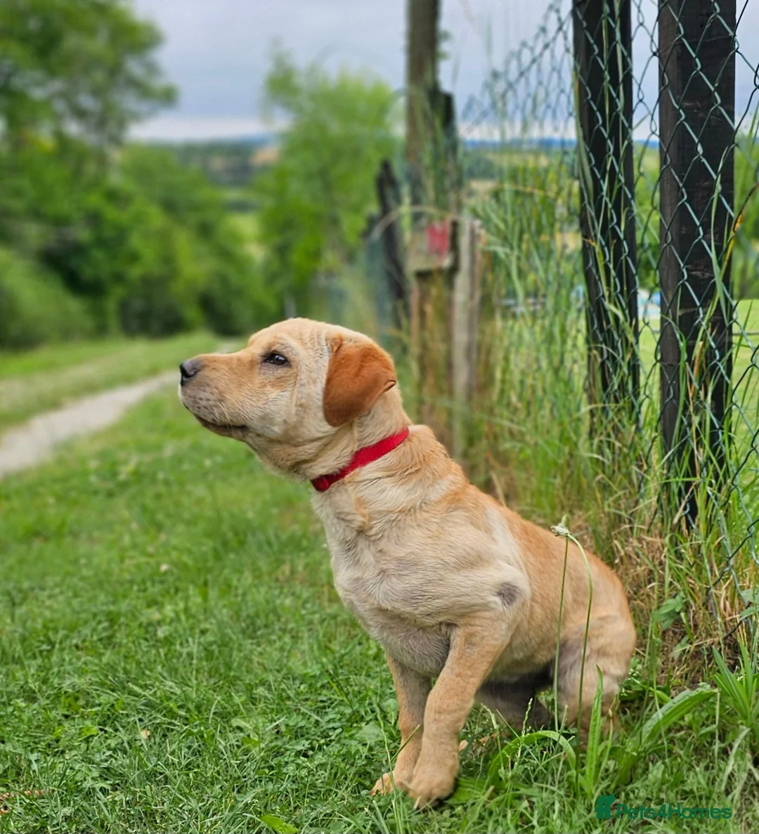 Mixed Breed dogs for adoption: Indie – Gorgeous Young Shar Pei Cross - Advert 2