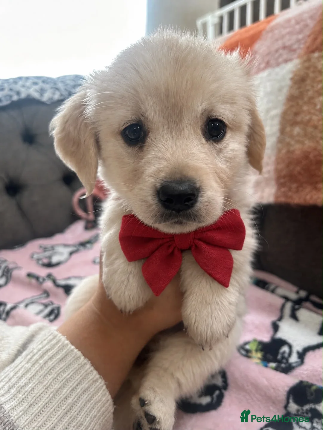 Golden Retriever dogs for sale: Golden retriever puppies - Advert 1