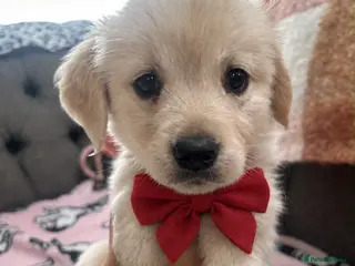 Golden Retriever dogs Golden retriever puppies - Advert 12