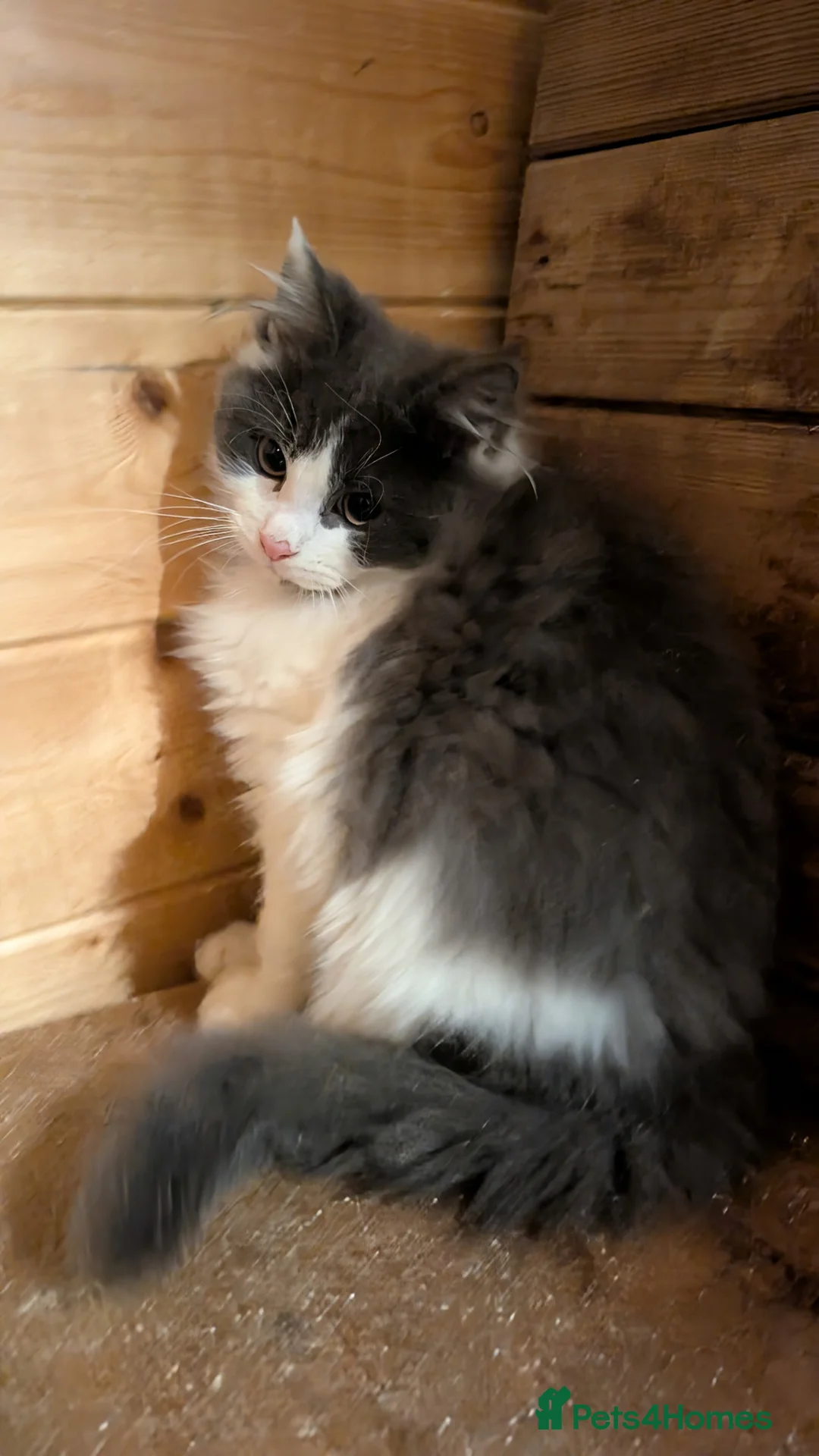 Maine Coon cats for sale: Maine Coon Pedigree kittens - Advert 4