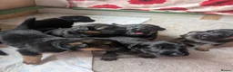 German Shepherd dogs for sale: 11 Beautiful German Shepherd Pups - Advert 1