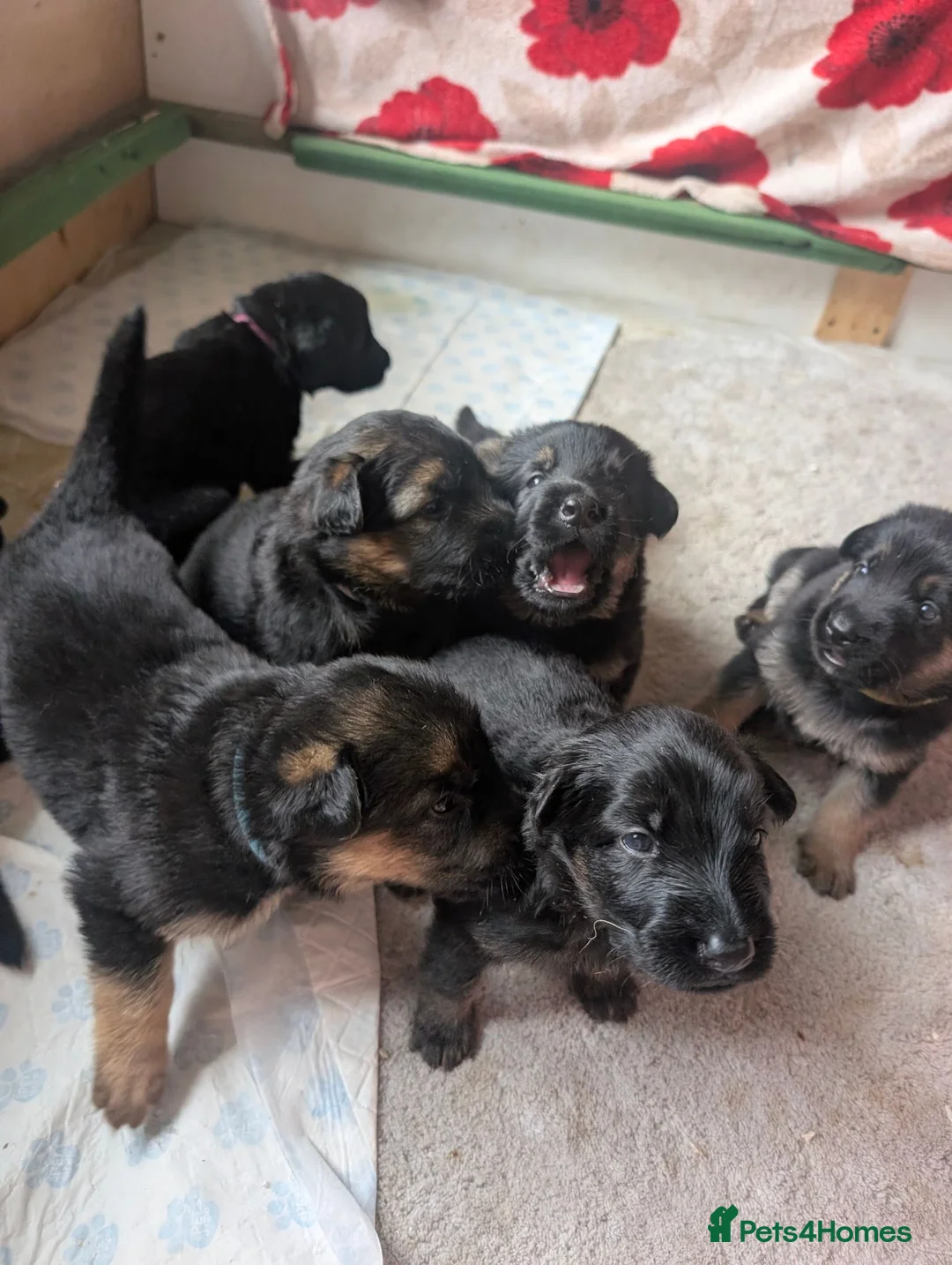 German Shepherd dogs for sale: 11 Beautiful German Shepherd Pups - Advert 1