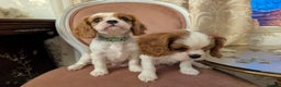 Cavalier King Charles Spaniel dogs for sale: Exquisite Lady KC reg Cavalier King Charles - Advert 21