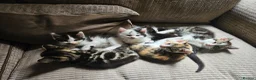 Mixed Breed cats for sale: Mixture of Colour kittens in Birmingham - Advert 3