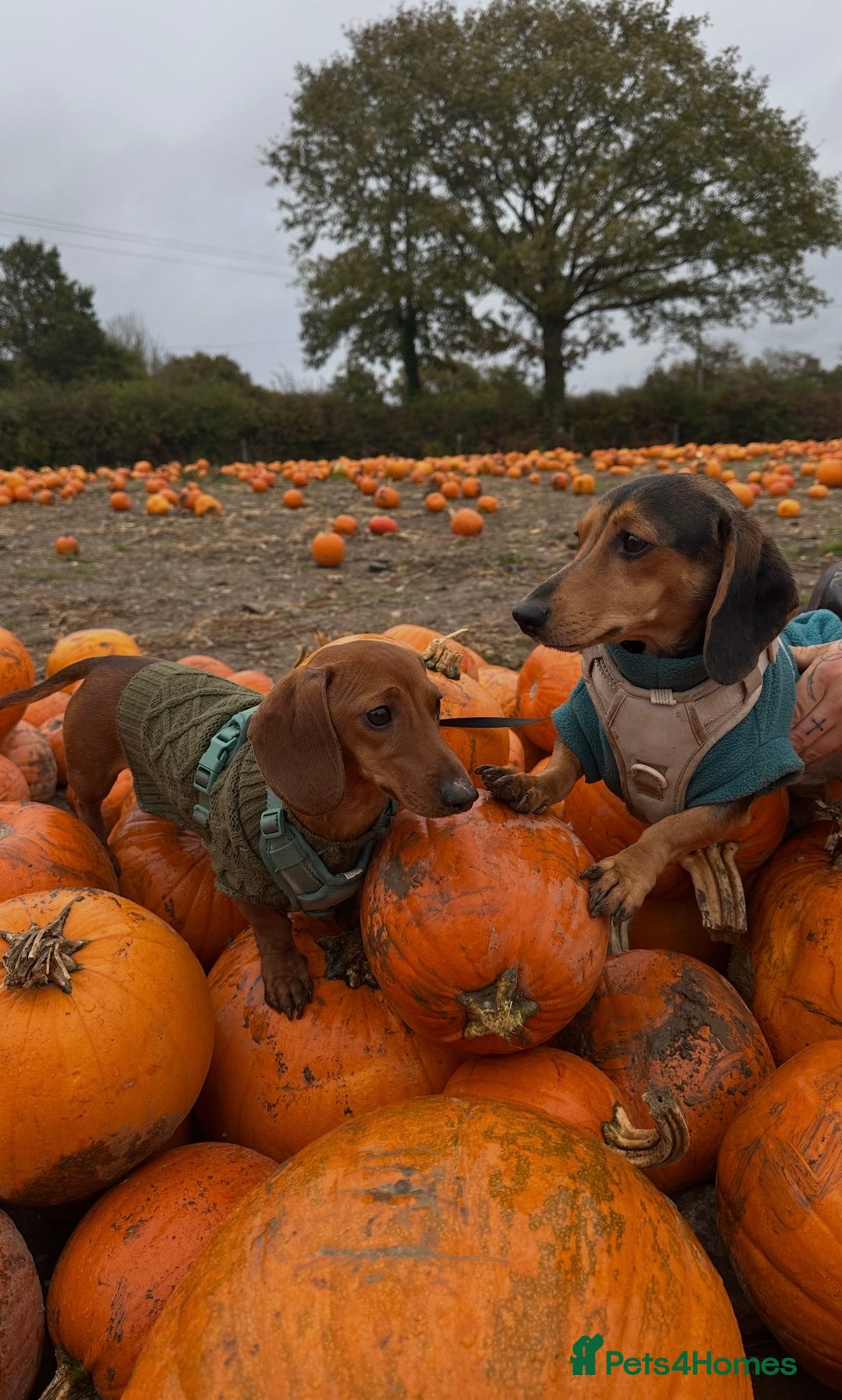 Miniature Dachshund dogs for sale: Puppies due 2nd Jan 2026 - Advert 4