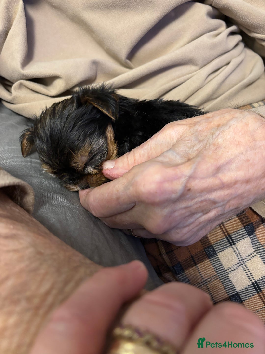 Yorkshire Terrier dogs for sale: Three beautiful Yorkshire terrier puppies  - Advert 5