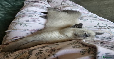British Shorthair cats - Advert 14