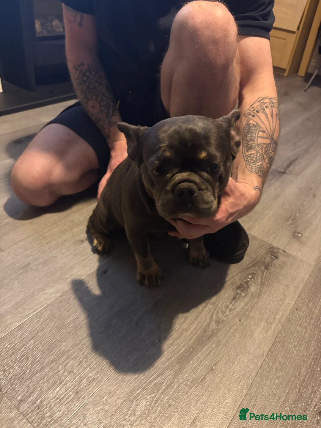 French Bulldog dogs for sale: Beautiful super friendly frenchie girl - Advert 9
