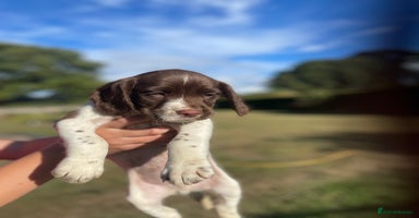 Mixed Breed dogs - Advert 4
