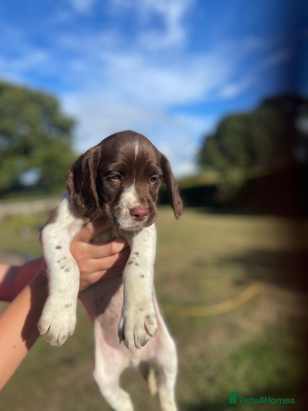 Mixed Breed dogs for sale: Sprockador puppies for sale  - Image 5