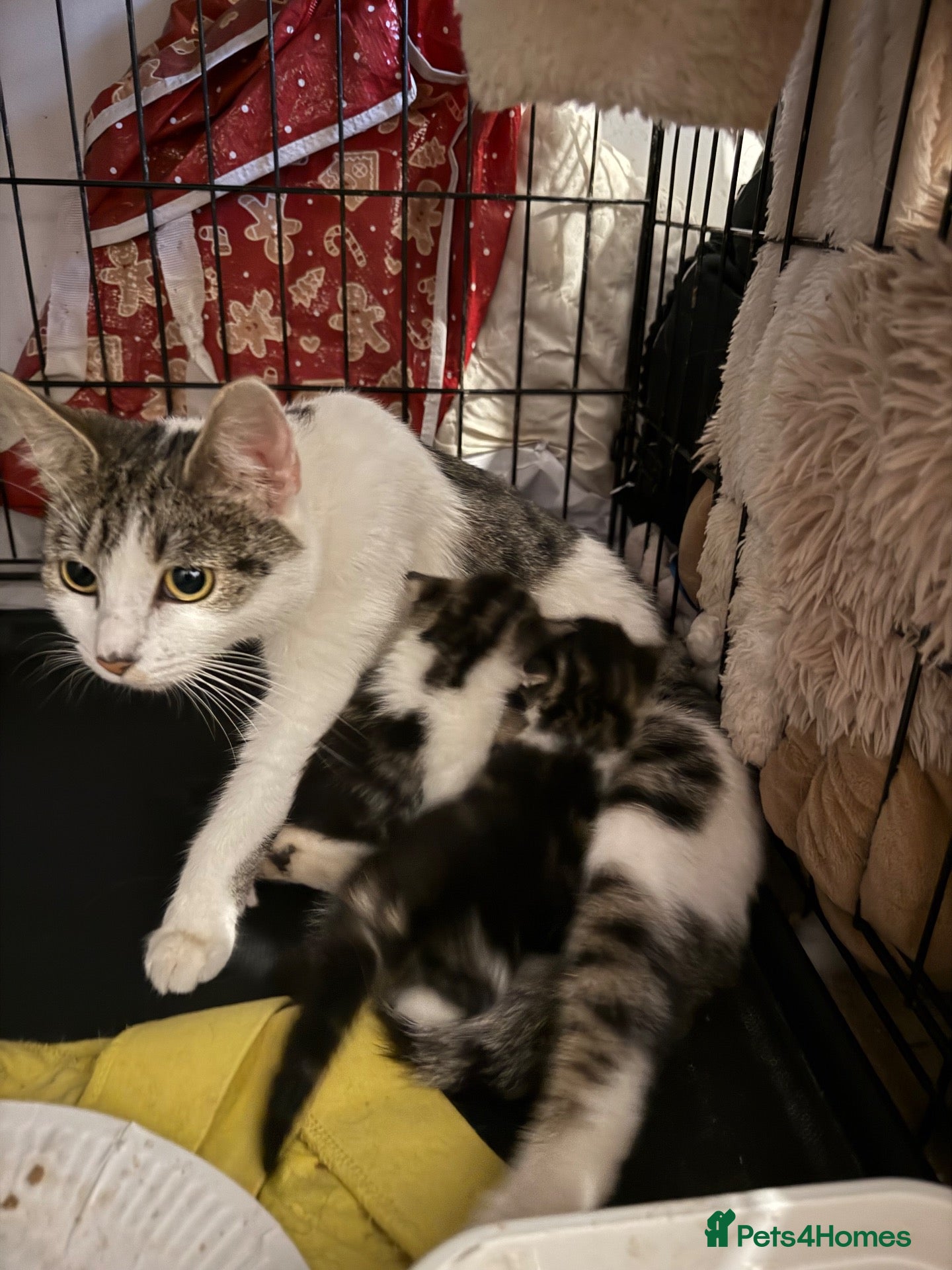 Mixed Breed cats Two beautiful male grey, and white kittens - Advert 5