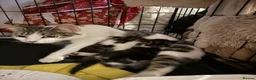 Mixed Breed cats for sale: Two beautiful male grey, and white kittens - Advert 1