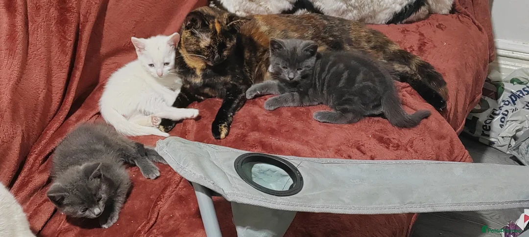 Mixed Breed cats for sale: Three beautiful mixed kittens looking for home - Advert 2