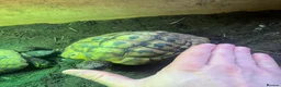 Hermann Tortoise reptiles for sale: Group of Hermann’s tortoise for sale - Advert 6