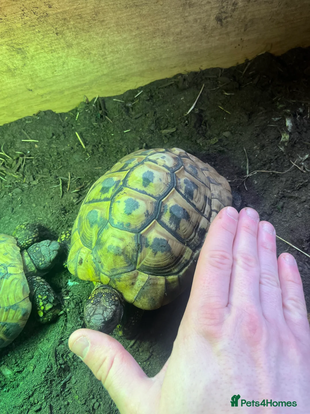 Hermann Tortoise reptiles for sale: Group of Hermann’s tortoise for sale - Advert 6