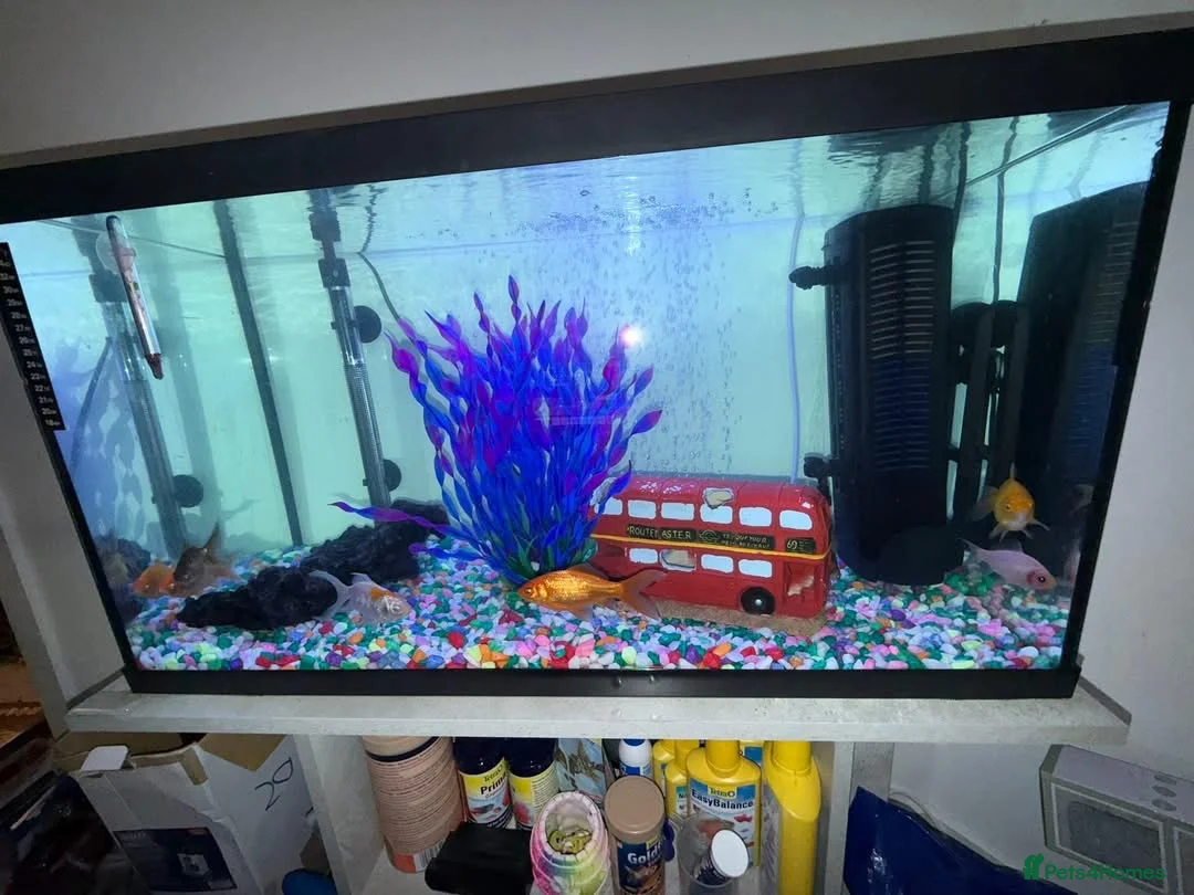 Other/Mixed Breed fish for sale: 7 Goldfish & 100L Fish Tank - Advert 2