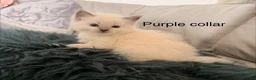 Ragdoll cats for sale: Purebred blue point ragdolls in Southend-on-Sea - Advert 4