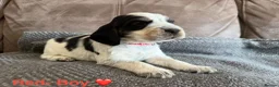 Cocker Spaniel dogs for sale: Gorgeous Cocker Spaniel Puppies - Advert 14