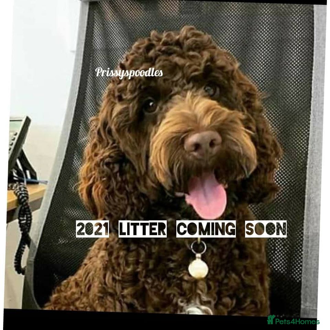 Cockapoo dogs for sale: Show cockapoo litter due 1st march  - Advert 6