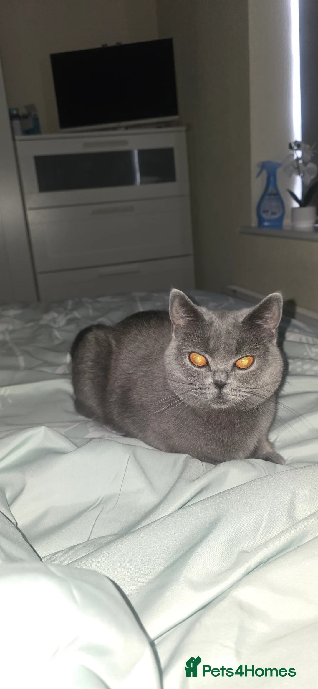 British Shorthair cats for sale: Zoya 15 month old British shorthair  - Advert 2