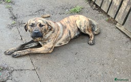 Mixed Breed dogs for sale: 9month old pup called Coco - Advert 6