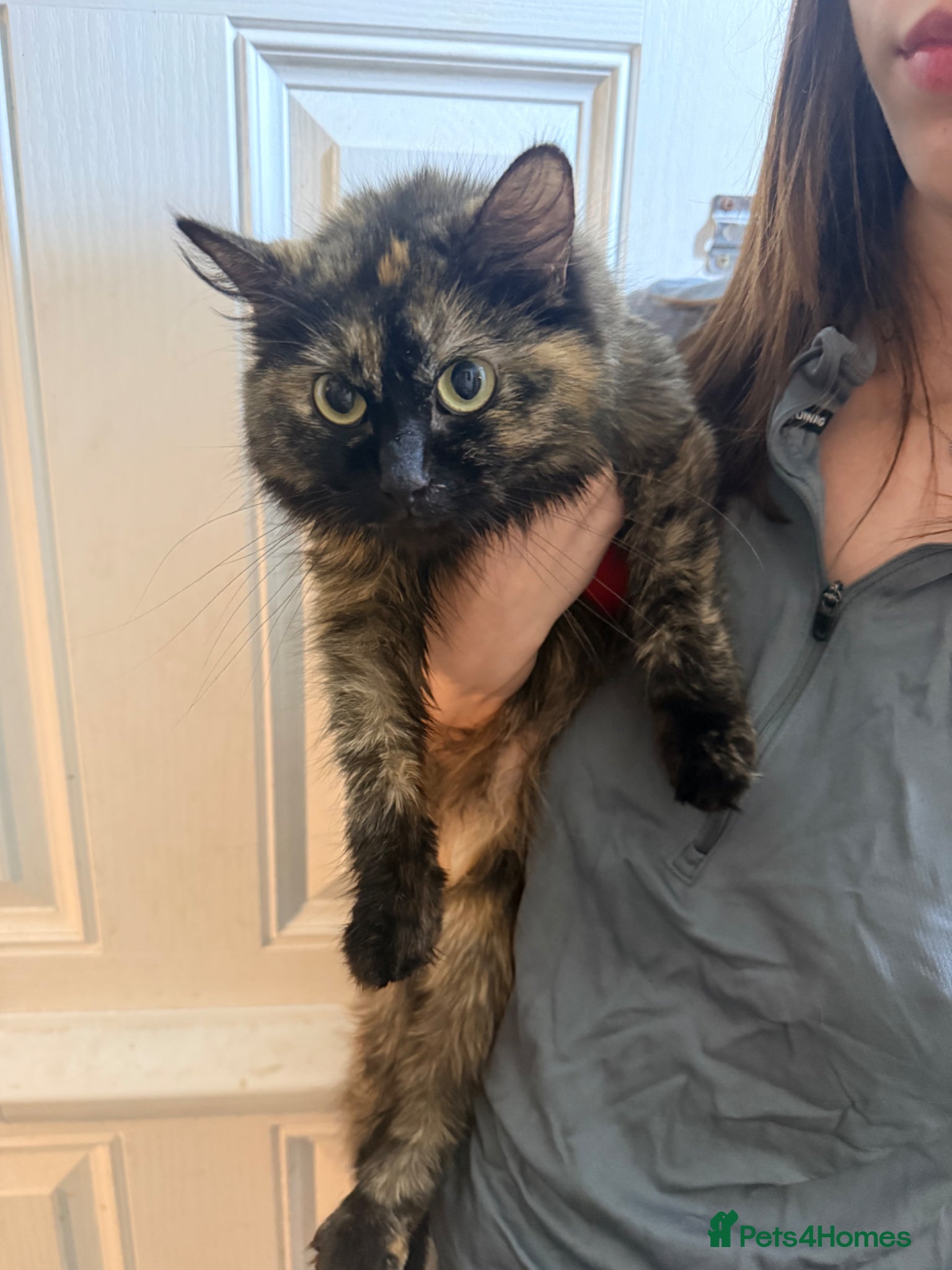 Mixed Breed cats three quarter ragdoll - Advert 3