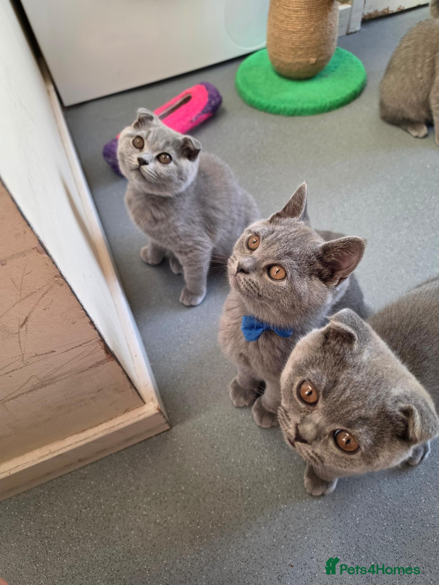 Scottish Fold cats 7 Scottish fold 😍beautiful  healthy kittens - Advert 15