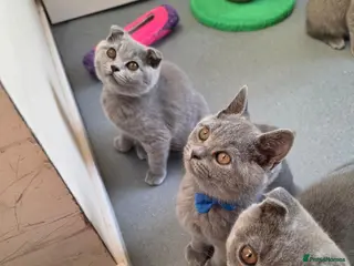 Scottish Fold cats 7 Scottish fold 😍beautiful healthy kittens - Advert 18