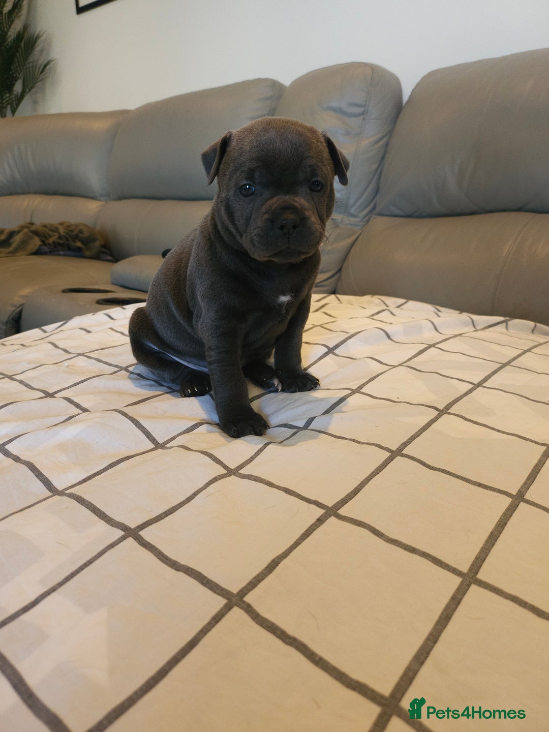 Staffordshire Bull Terrier dogs for sale: Staffordshire Bull Terrier Puppies for sale - Advert 2