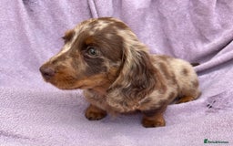 Miniature Dachshund dogs for sale: 1 BOY LEFT LONG HAIRED MINIATURE DASCHUND  - Image 7
