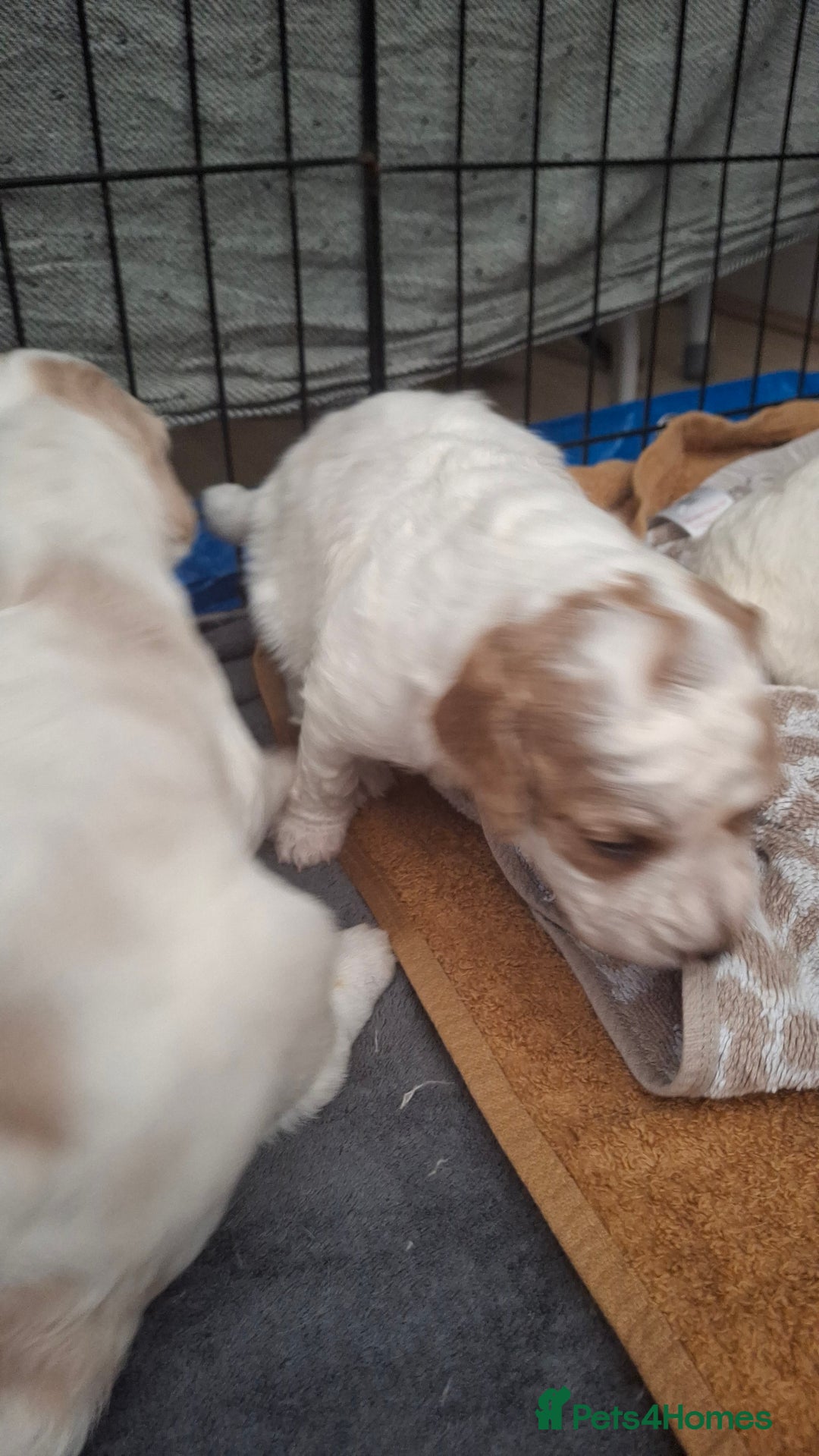 Cockapoo dogs for sale: Mr cassidy - Image 7