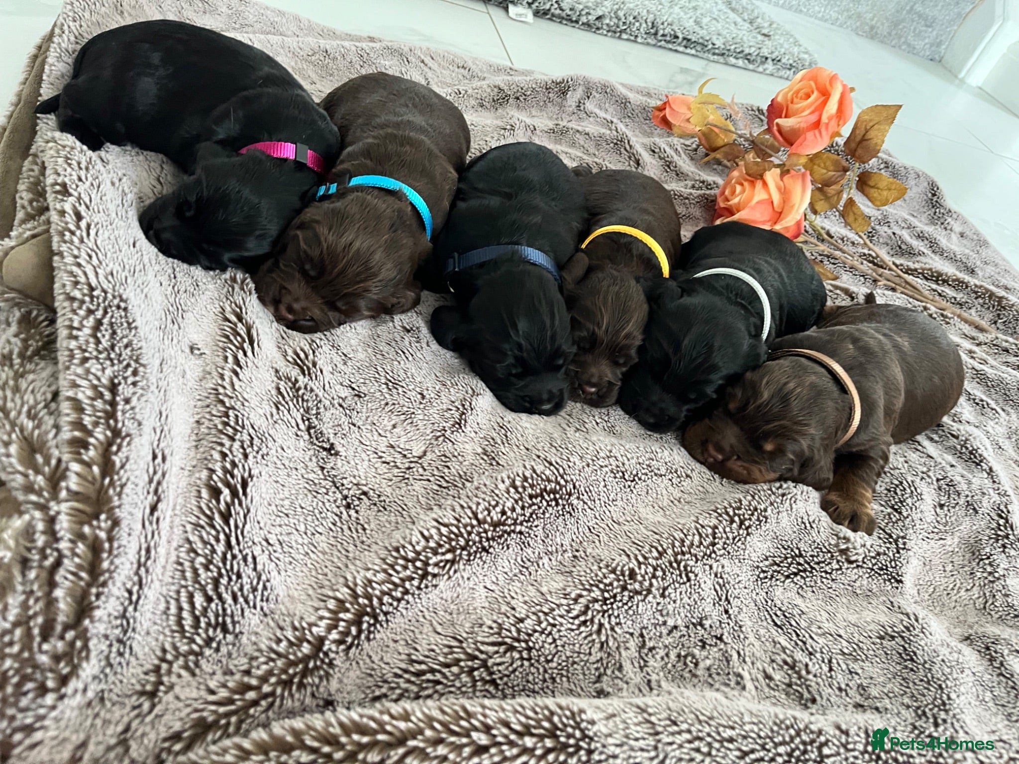 Sprocker dogs Adorable quality sprocker  puppies  - Advert 5