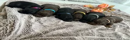 Sprocker dogs for sale: Adorable quality sprocker  puppies  - Advert 1