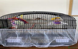 Lovebirds birds for sale: Love bird  - Image 2