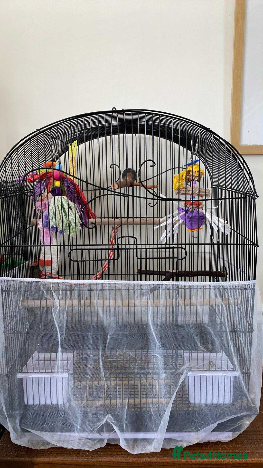 Lovebirds birds for sale: Love bird  - Image 2