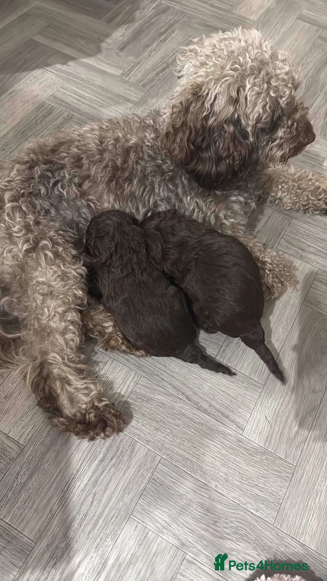 Cockapoo dogs for sale: Chocolate Brown Cockapoo Puppies - Advert 11