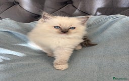 Ragdoll cats for sale: Perfect little blue point Ragdoll girls x5 - Image 3
