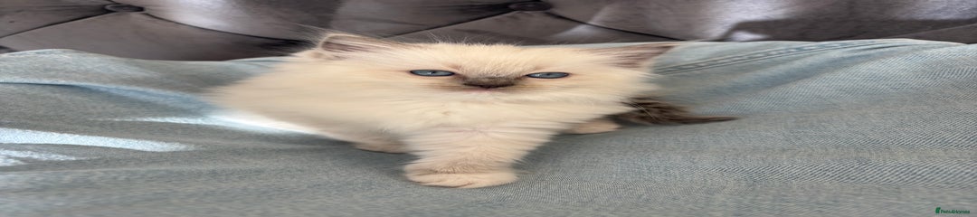 Ragdoll Kitten 1
